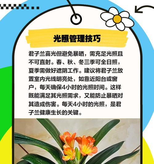 十年以上君子兰的养护方法？