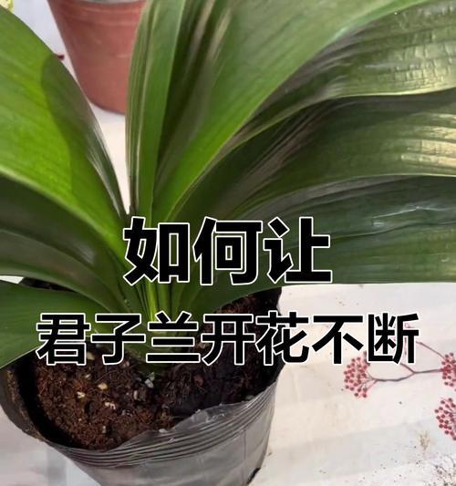 十年以上君子兰的养护方法？