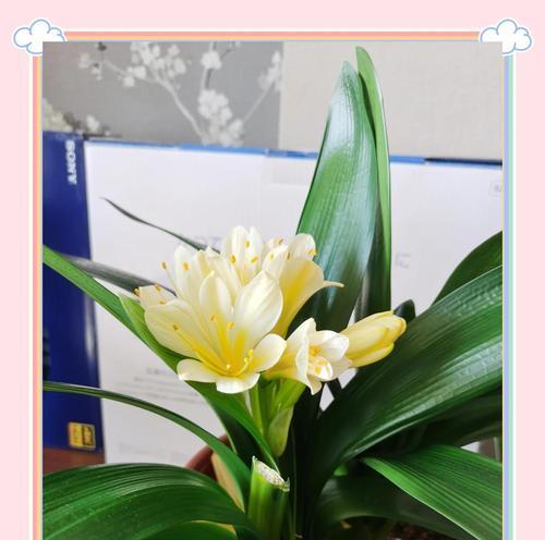君子兰换盆后不开花的原因是什么？