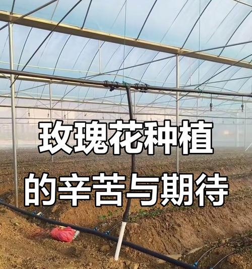 玫瑰花施肥与浇水的最佳方法？