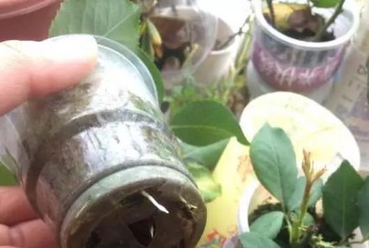 水苔扦插玫瑰花的正确步骤是什么？
