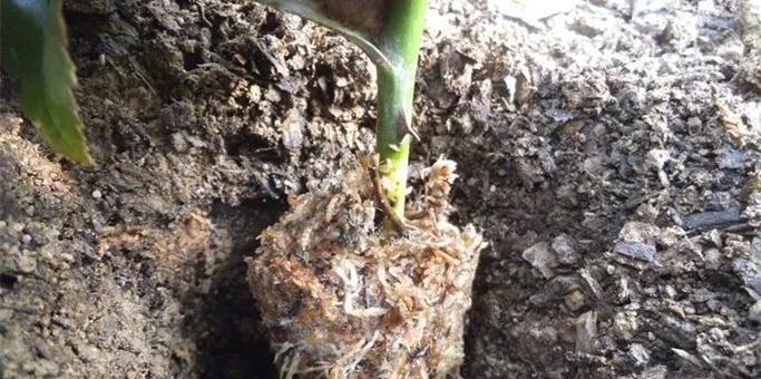 水苔扦插玫瑰花的正确步骤是什么？
