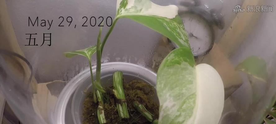 水苔扦插玫瑰花的正确步骤是什么？