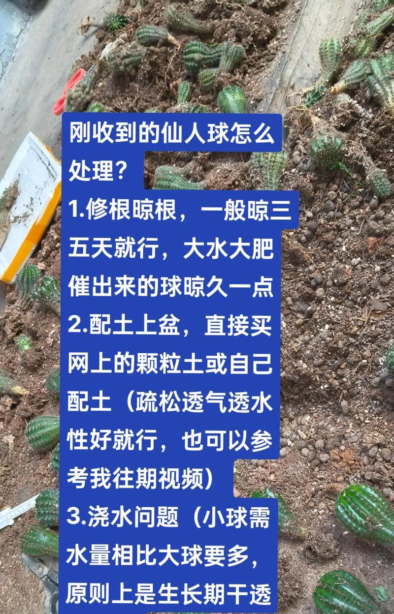 宝山仙人球的正确养护方法？