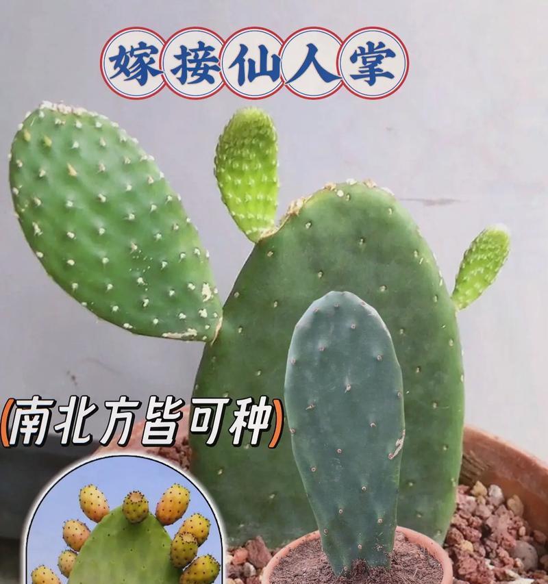 如何正确使用仙人掌的养护模式？