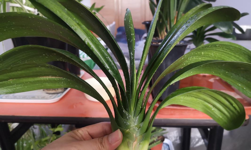小芽君子兰种植方法是什么？如何确保其健康成长？