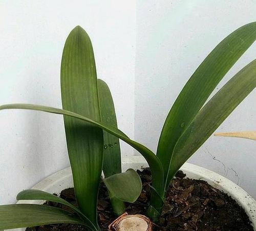小芽君子兰种植方法是什么？如何确保其健康成长？