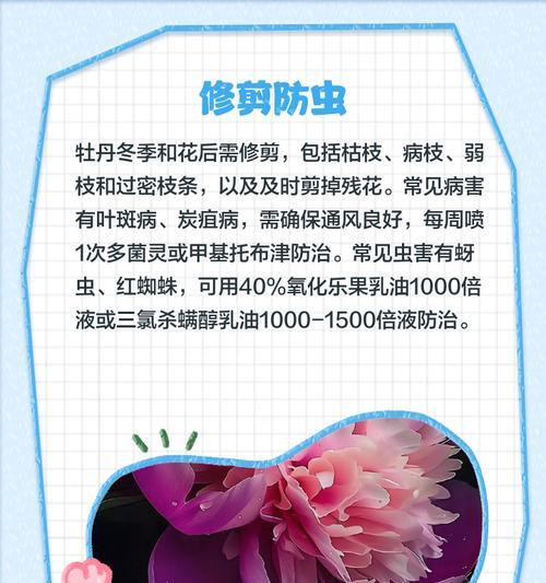 自家小院牡丹花养护技巧有哪些？