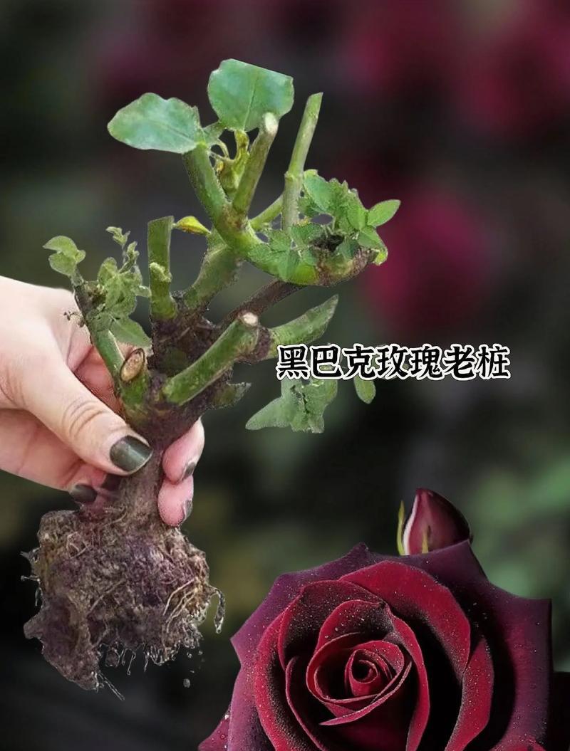 黑色玫瑰花如何养护？整朵花的护理方法是什么？