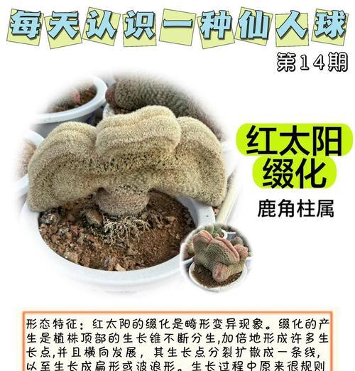 哪些仙人球品种怕晒太阳？如何正确养护？