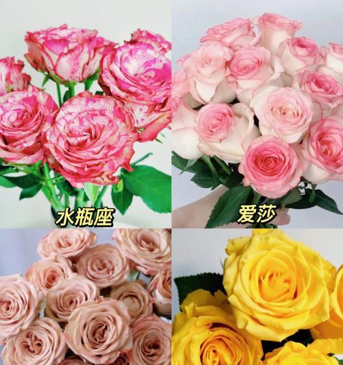 玫瑰花有哪些品种？各自的特性是什么？