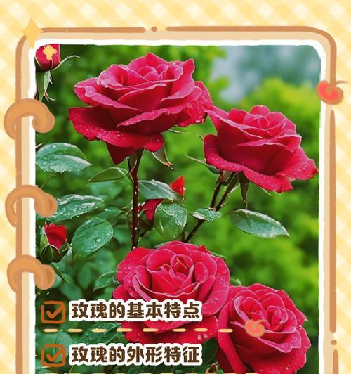 玫瑰花有哪些品种？各自的特性是什么？