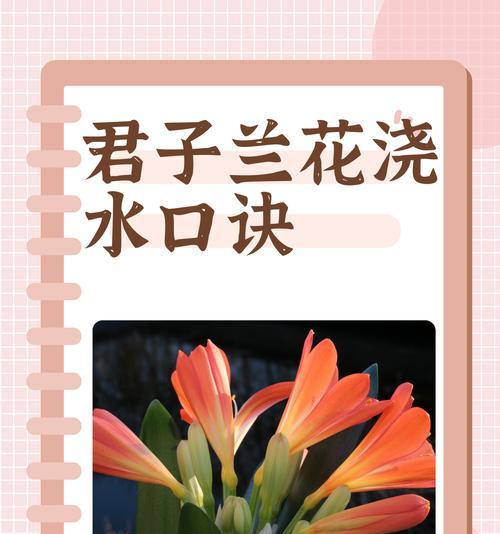 君子兰根好叶黄的原因是什么？如何解决？