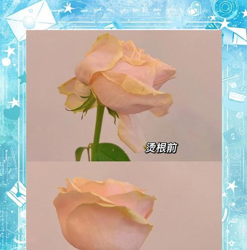 死掉的玫瑰花还有救吗？如何使其复活？