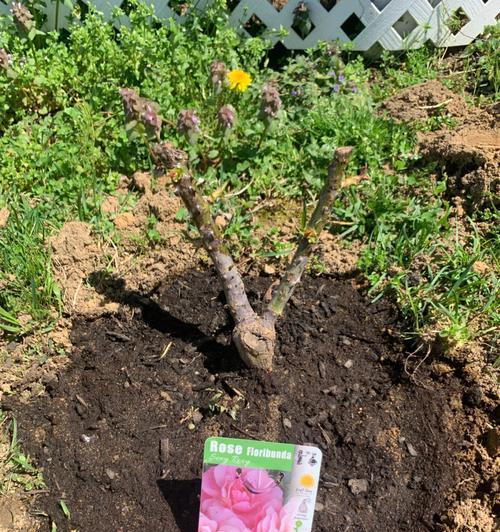 死掉的玫瑰花还有救吗？如何使其复活？