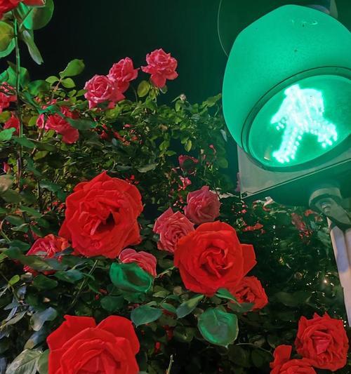 室外超大玫瑰花的养护技巧有哪些？