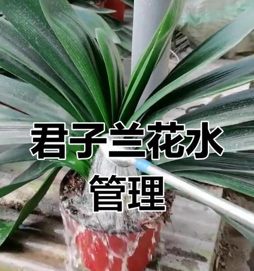 君子兰休眠时期养护和浇水方法是什么？