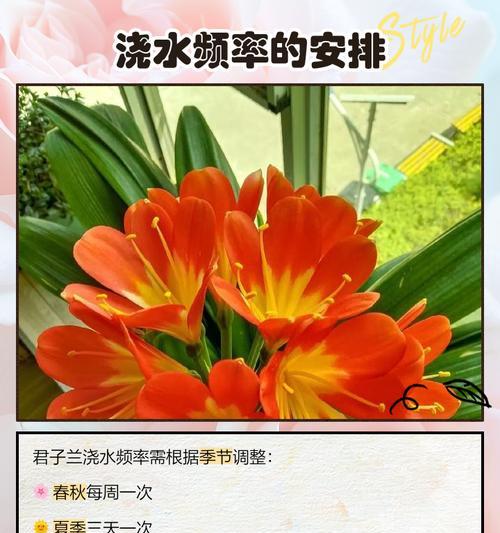 君子兰休眠时期养护和浇水方法是什么？