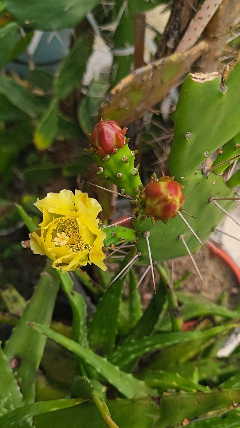 大株黄花仙人掌如何养护才能开花？