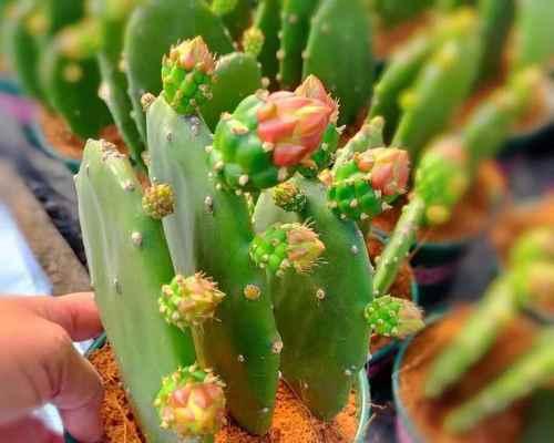 大株黄花仙人掌如何养护才能开花？