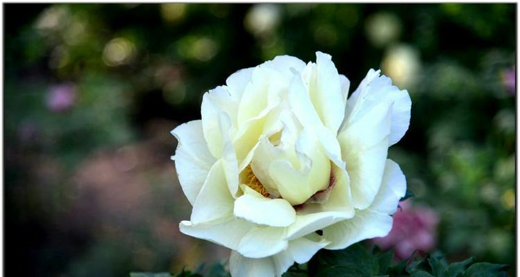 花悦烟的花是牡丹花吗？如何正确养护牡丹花？