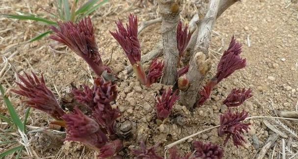 花悦烟的花是牡丹花吗？如何正确养护牡丹花？
