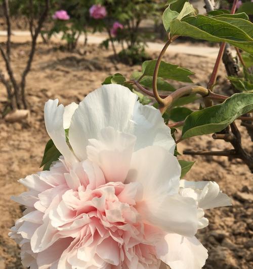 花悦烟的花是牡丹花吗？如何正确养护牡丹花？