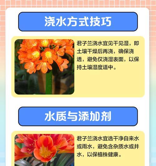 君子兰浇水一直浇不透怎么办？解决方法在这里！