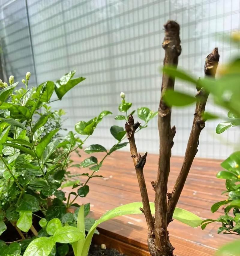 四月牡丹花无花苞怎么办？教你如何催花！