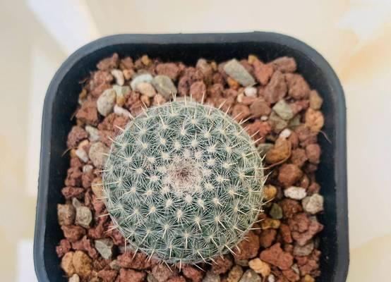 仙人球光照方向是什么样的？光照对仙人球的影响！