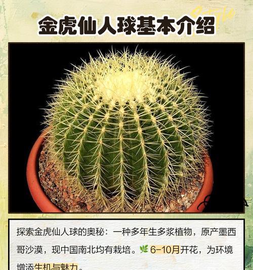 仙人球光照方向是什么样的？光照对仙人球的影响！