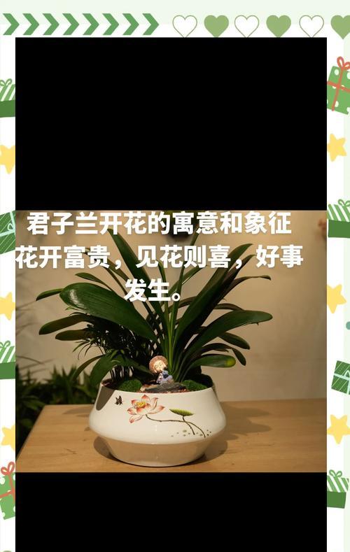 君子兰成精啦怎么养护好？让你的君子兰更健康！