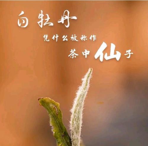 牡丹花新芽茶怎么养护和管理？让你的茶树更茂盛！