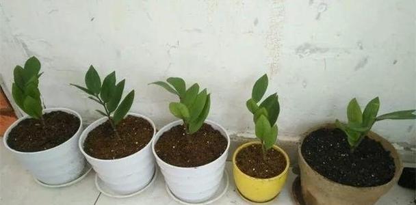 蛭石养花怎么用君子兰土种植？一文读懂种植技巧！