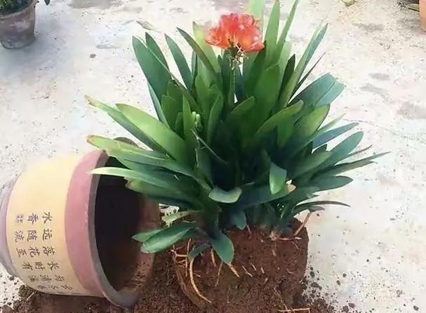 君子兰度夏难开花吗？为什么会出现这种情况？