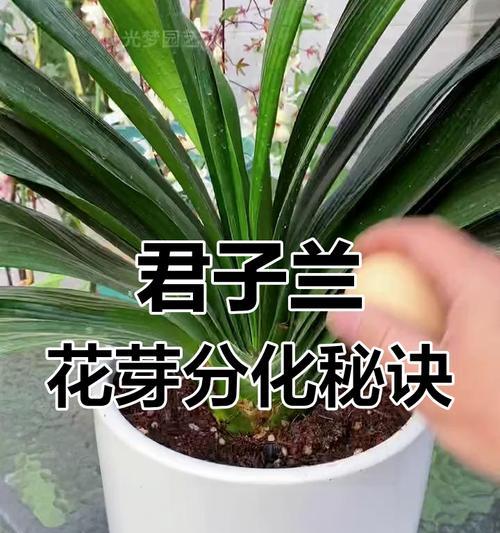 君子兰度夏难开花吗？为什么会出现这种情况？