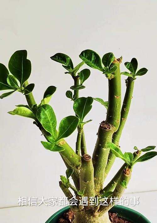 玫瑰花叶子蔫巴了怎么恢复？