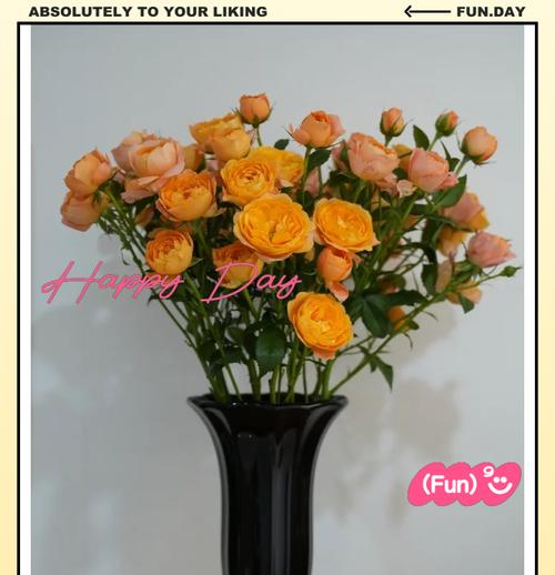 玫瑰花叶子蔫巴了怎么恢复？