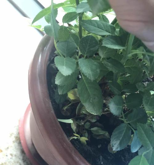 玫瑰花叶子蔫巴了怎么恢复？