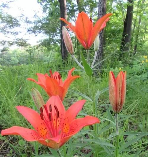 山冈土适合种植玫瑰花吗？种植方法是什么？