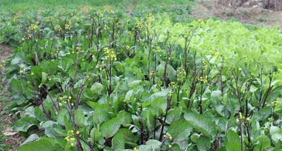 山冈土适合种植玫瑰花吗？种植方法是什么？