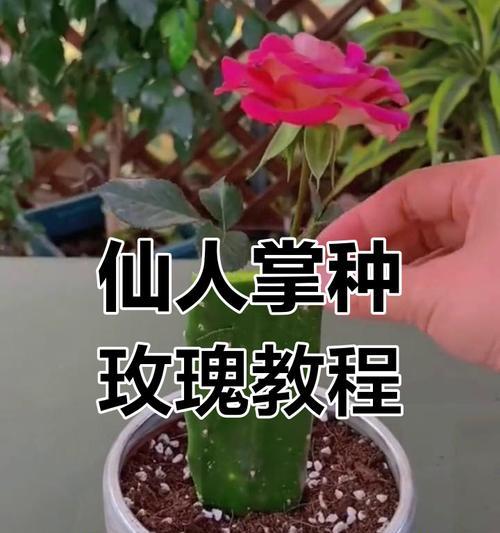 矮花盆适合栽种仙人掌吗？栽种方法是什么？