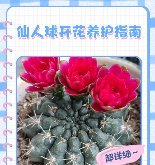 仙人球因光照浇水不当会死亡吗？原因是什么？