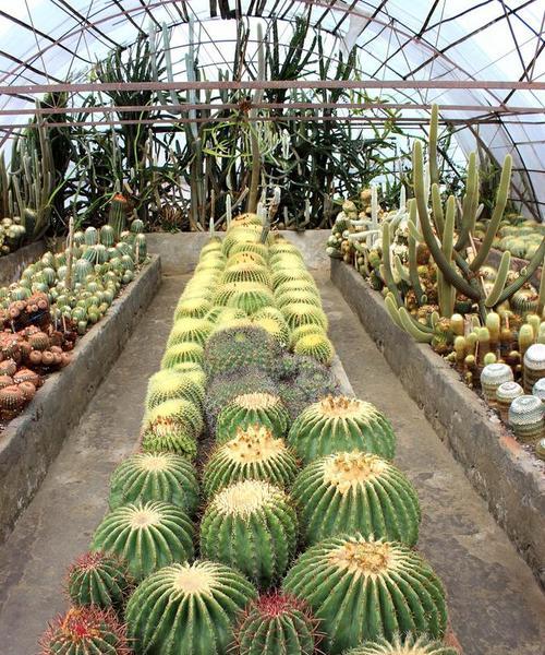 树状花仙人掌的种植方法是什么？