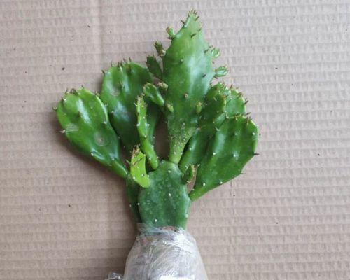 树状花仙人掌的种植方法是什么？