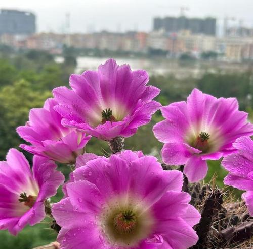 如何选择适合的开花仙人掌大小？