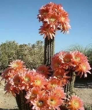 如何选择适合的开花仙人掌大小？