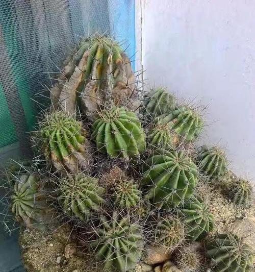 仙人球插栽的方法是什么？
