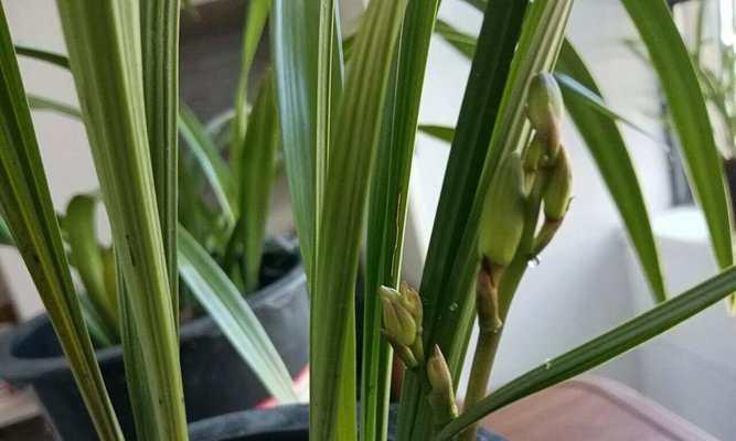 兰花小桃红能承受的最低温度是多少？