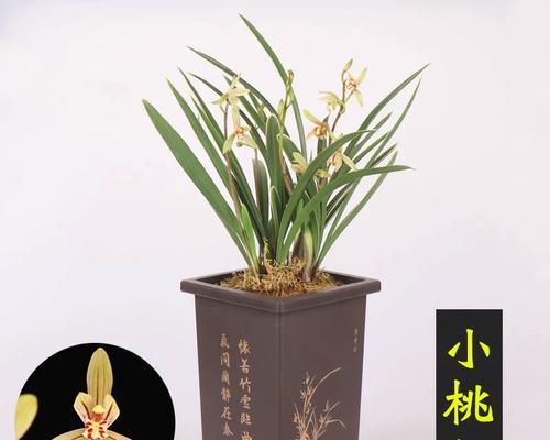 兰花小桃红能承受的最低温度是多少？